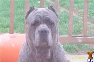 Detroit Muscle Cane corso